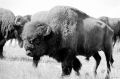 Buffalo Bull11.jpg